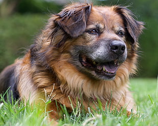 close up photo of a tan and black long-coated dog lying on grass