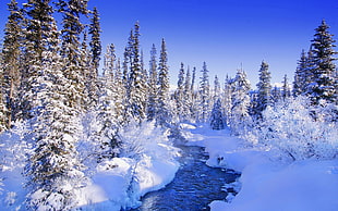 river covered white snow in the middle of a pine tree forest