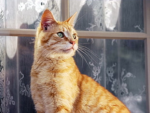 close-up photography of orange Tabby cat