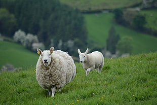 shallow focus of two white sheep on green grass field during time