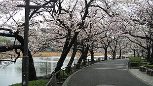 white leaf trees near body of water photo