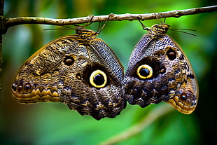 two brown-and-beige butterflies with eye prints on twig