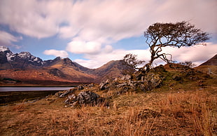 tree near river photo