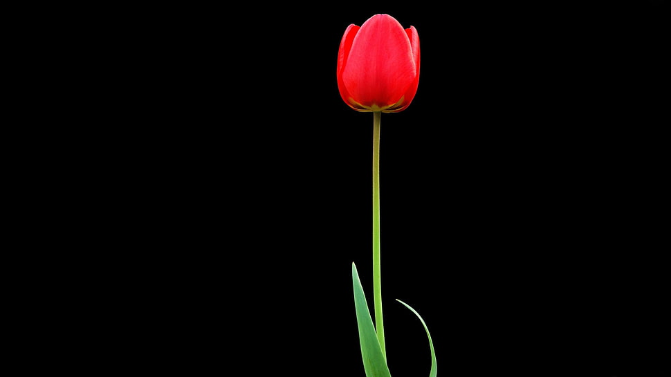 photo of red tulip illustration HD wallpaper