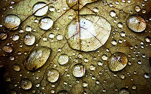 macro photography of water drops on green leaf