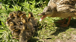 close-up photography of brown duck and babies
