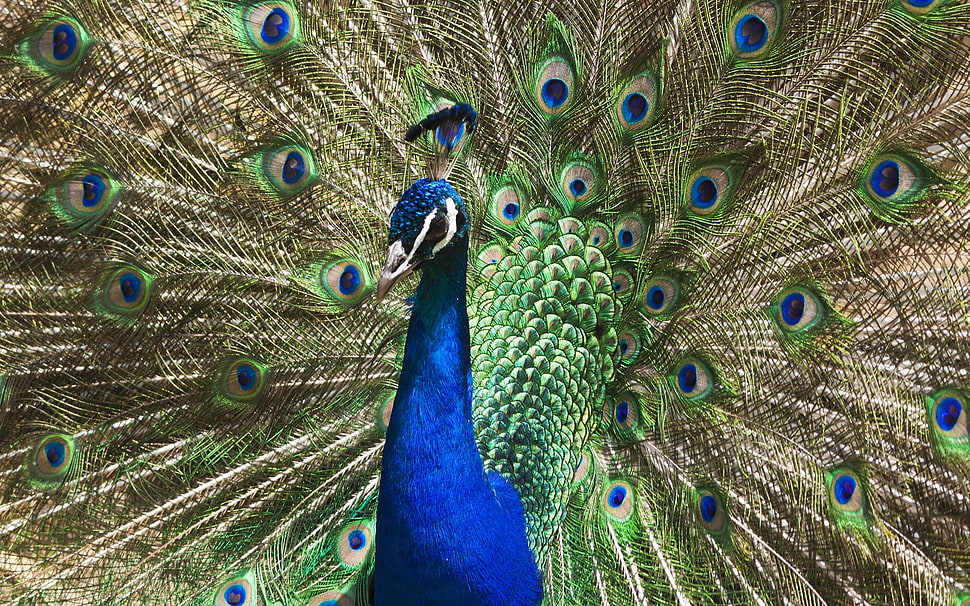 photo of peacock HD wallpaper