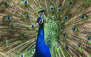 photo of peacock HD wallpaper