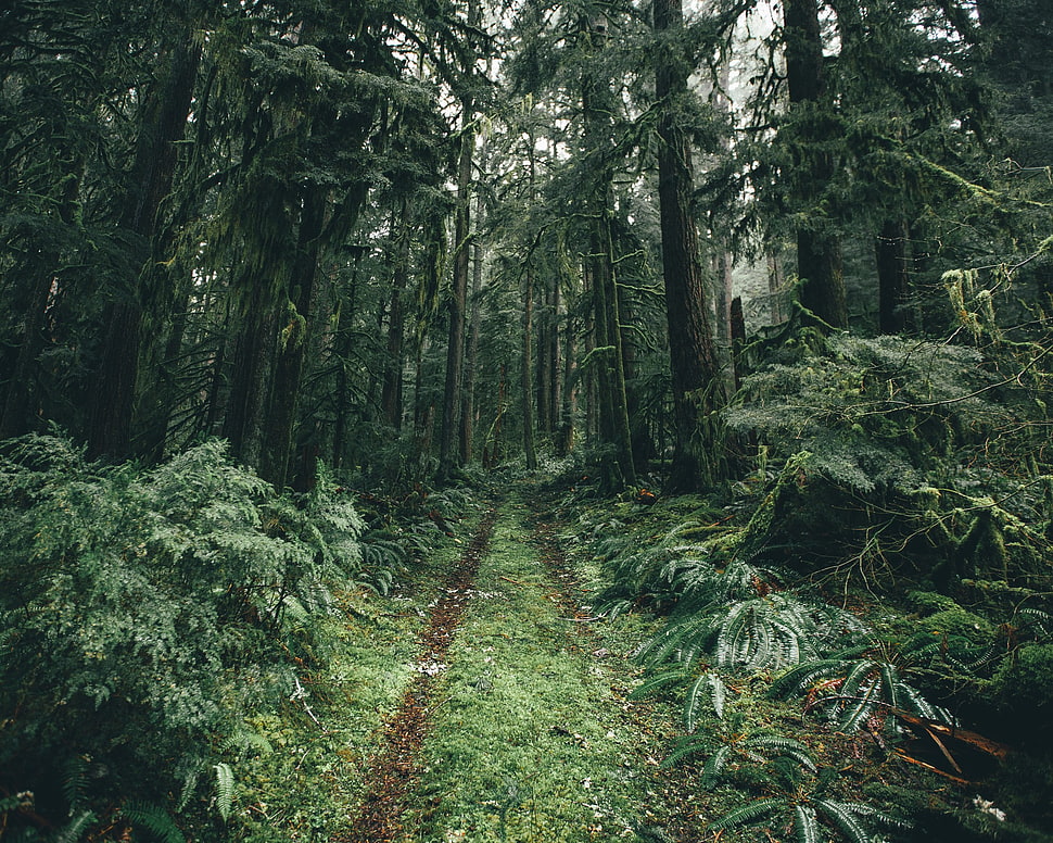 green leafed tree, plants, forest HD wallpaper
