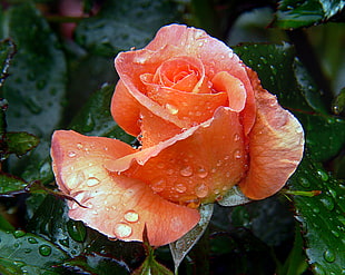 orange Rose flower with dewdrops HD wallpaper