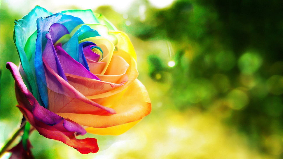 multicolored rose flower, rose, flowers, colorful, nature HD wallpaper