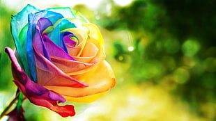 multicolored rose flower, rose, flowers, colorful, nature