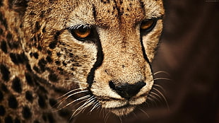 focus photo of Leopard HD wallpaper