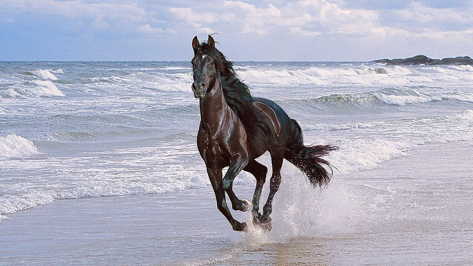 brown horse near seashore under clouded blue sky during daytime HD wallpaper