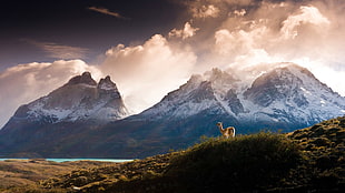 white animal, nature, landscape, mountains, clouds
