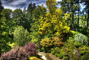 landscape photo of green trees HD wallpaper