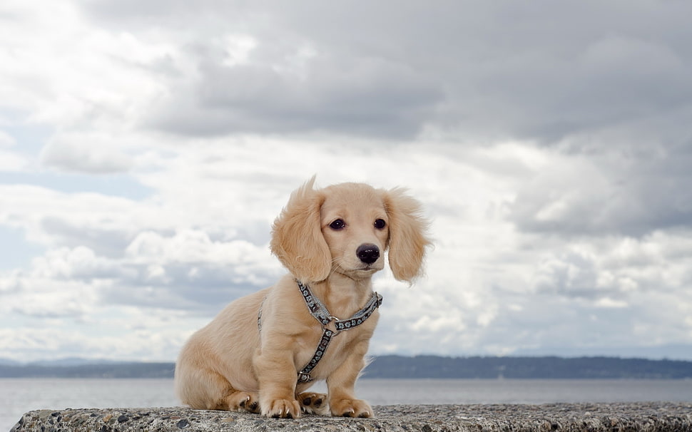 cream Dachshund puppy on seashore under cloudy sky during daytime HD wallpaper