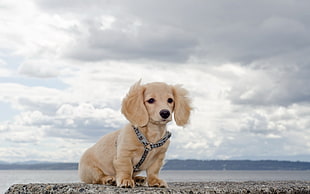 cream Dachshund puppy on seashore under cloudy sky during daytime