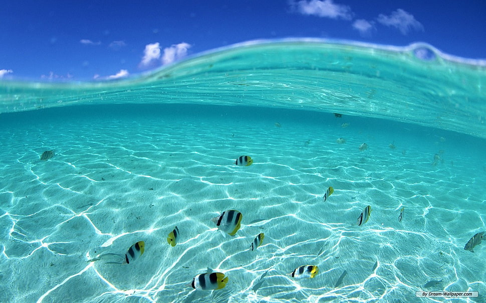 school of white, yellow and black fish in sea water during daytime HD wallpaper