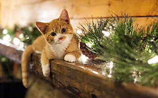 selective focus photography of orange tabby kitten HD wallpaper