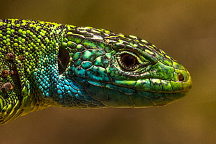 close up photography of green, blue, and black lizard, lacerta bilineata, western green lizard
