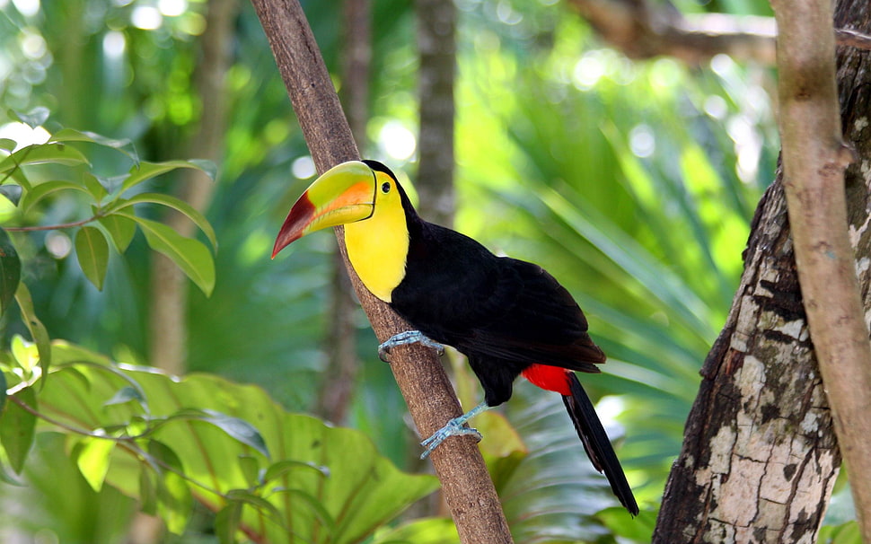yellow and black Toucan HD wallpaper