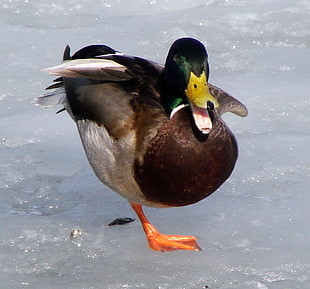 brown and green mallard duck, drake