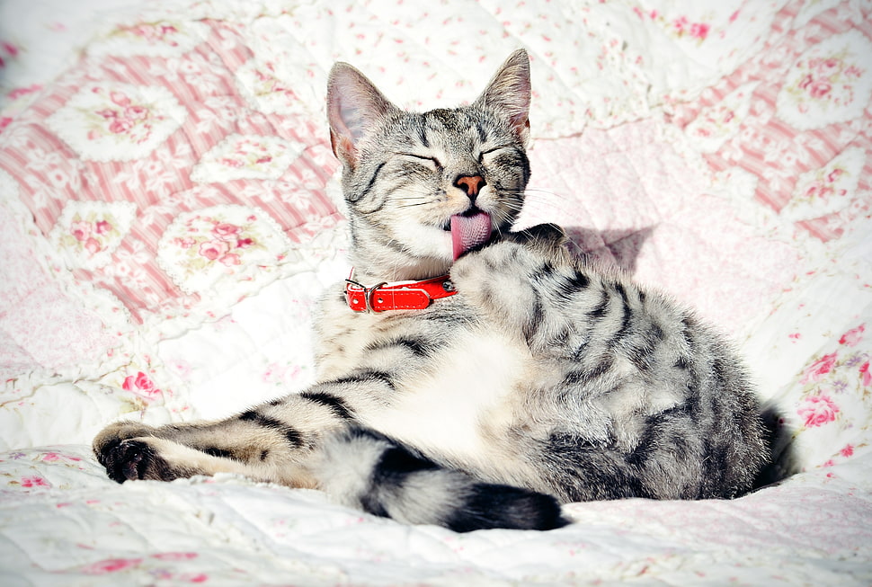 gray tabby cat HD wallpaper