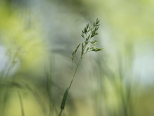 macro photography of green plant HD wallpaper