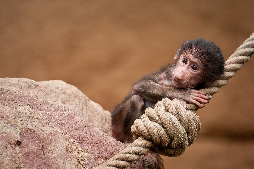 baby monkey on rope HD wallpaper