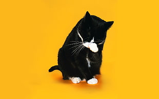 tuxedo kitten HD wallpaper