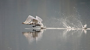 white bird, animals, nature, swan, birds