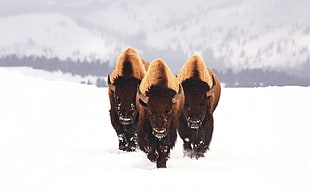 photo of three brown yak on snowfield