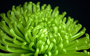 closeup photography of green petaled flower