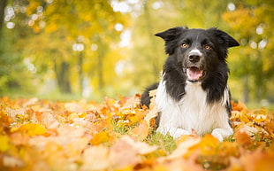 long-coat white and black dog lying on grass with leaves during daytime