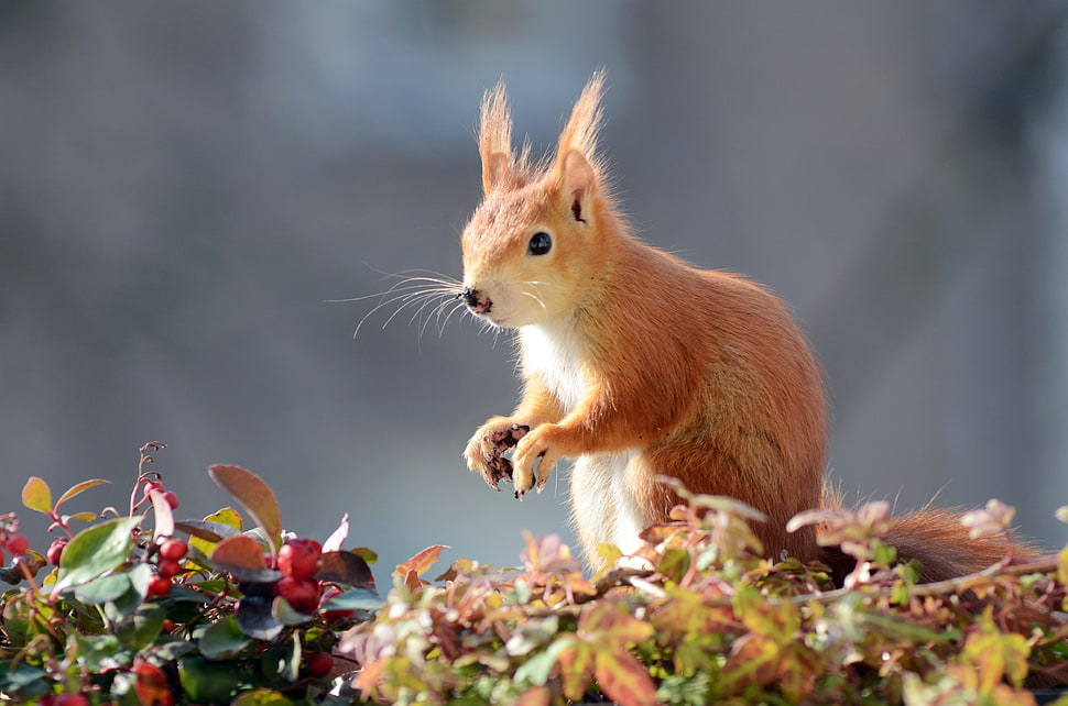 squirrel, digging, earth, balcony box HD wallpaper