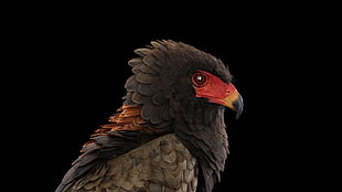 falcon digital wallpaper, photography, animals, birds, simple background HD wallpaper