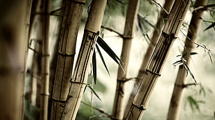 brown bamboo trees, bamboo, blurred, depth of field, brown HD wallpaper