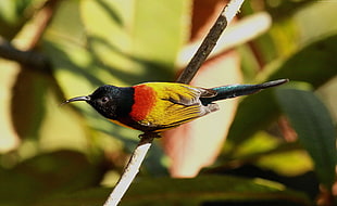 yellow, black, and green feathered bird with long beak perching on brown branch