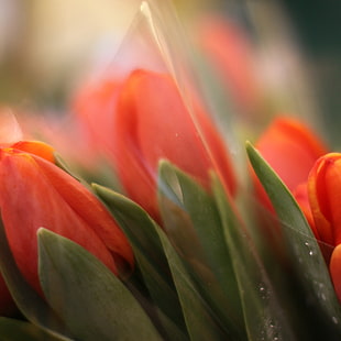 selective focus photography of tulips at daytime HD wallpaper