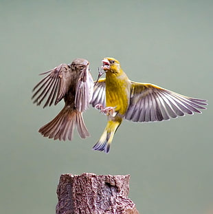 two brown and yellow Canaries fighting on flight HD wallpaper