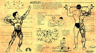 muscle illustration, muscles, people HD wallpaper
