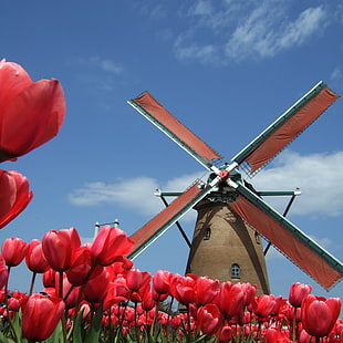 photo of windmill surrounded with red petaled flowers, tulips