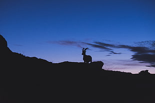 silhouette of animal on mountain