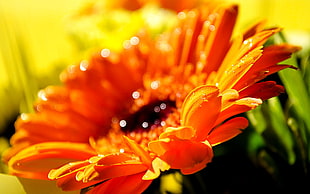 close up photo of sun flower HD wallpaper