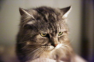 closeup photography of brown tabby cat HD wallpaper