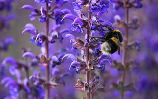 selective focus photography of Lavender