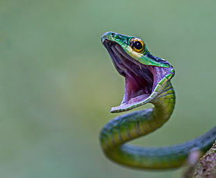 close-up photography of green viper, parrot