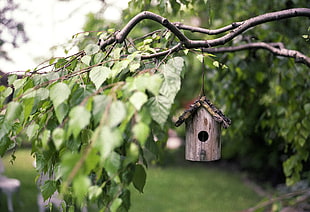 brown bird house mounted on tree branch with green leaves in tilt shift photography