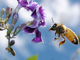 selective photography of Bee during daytime close-up photo HD wallpaper